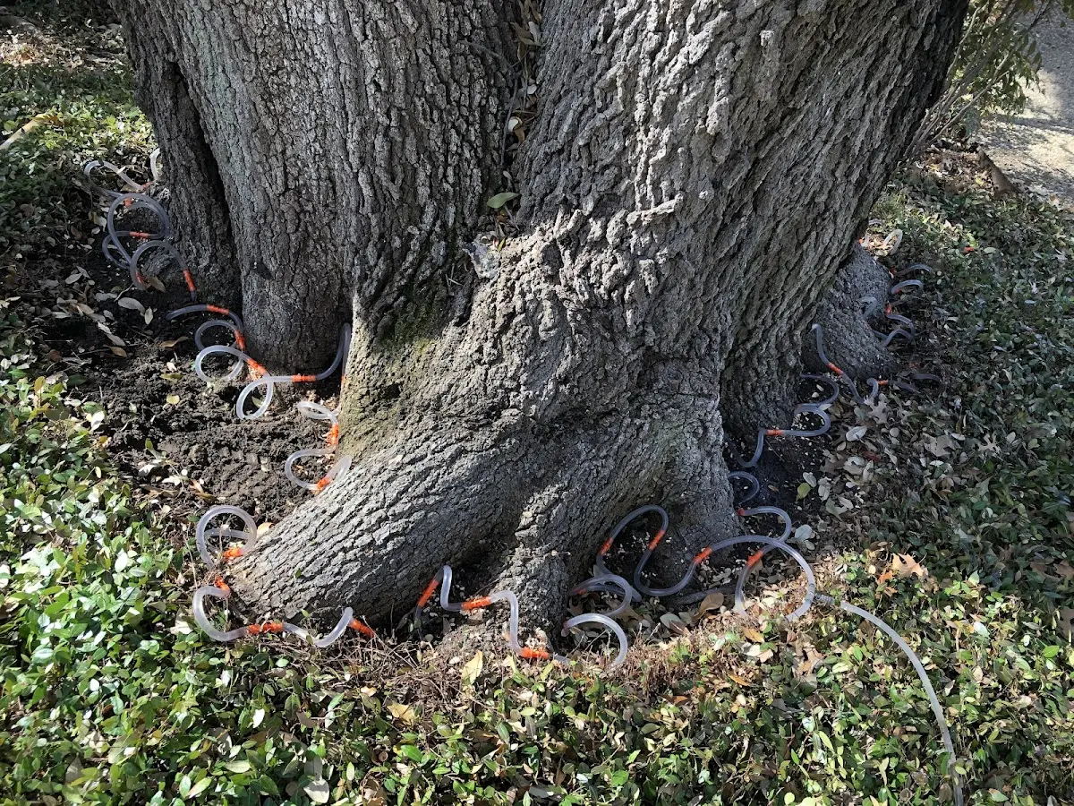 Detailed Tree Cabling and Bracing job site in Lyndon Center