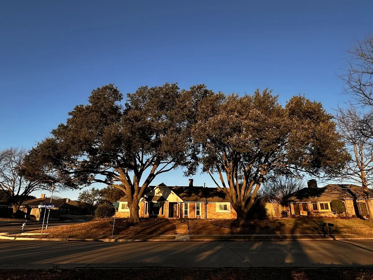 Established residential canopy tree shading a home in Lyndon Center